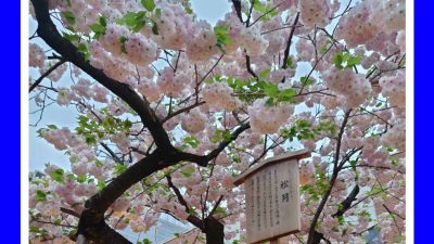 桜の通り抜け（大阪・造幣局）明日１９日まで
